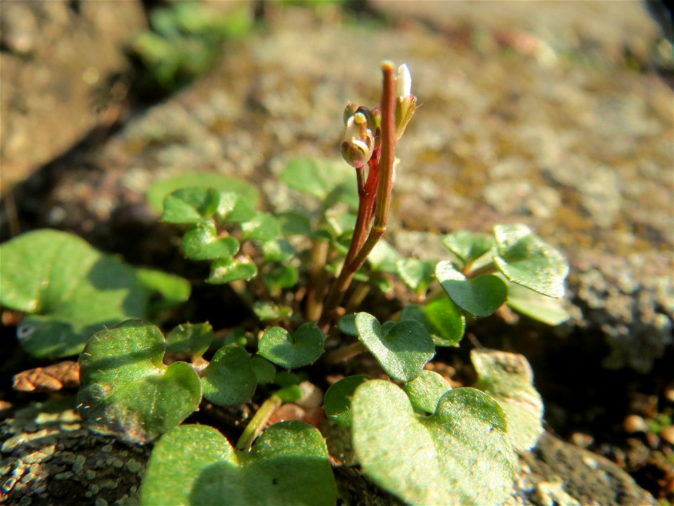 Behaartes Schaumkraut (Cardamine hirsuta) in Hockenheim
