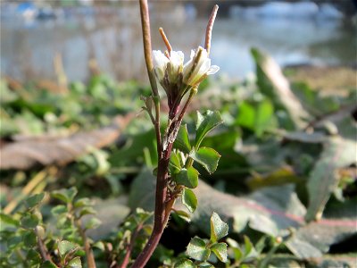 Behaartes Schaumkraut (Cardamine hirsuta) am Osthafen Saarbrücken