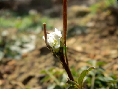 Behaartes Schaumkraut (Cardamine hirsuta) am Osthafen Saarbrücken