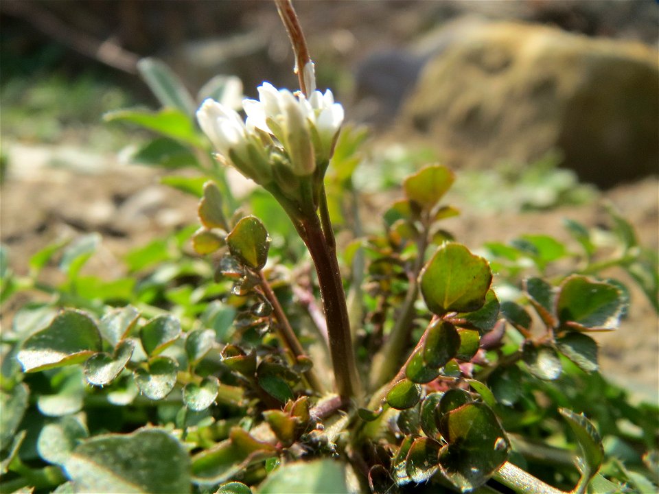 Behaartes Schaumkraut (Cardamine hirsuta) am Osthafen Saarbrücken