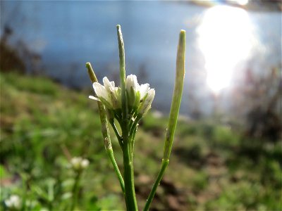 Behaartes Schaumkraut (Cardamine hirsuta) an der Saar in Saarbrücken