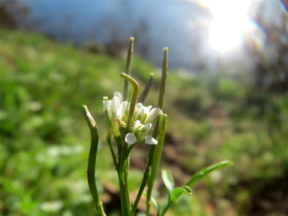 Behaartes Schaumkraut (Cardamine hirsuta) an der Saar in Saarbrücken