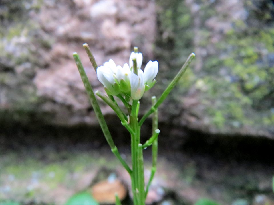 Behaartes Schaumkraut (Cardamine hirsuta) in Hockenheim