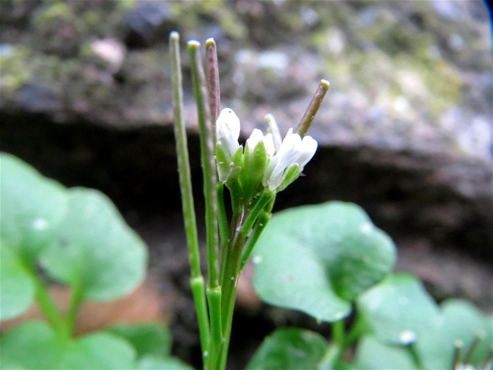 Behaartes Schaumkraut (Cardamine hirsuta) in Hockenheim
