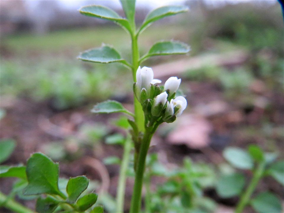 Behaartes Schaumkraut (Cardamine hirsuta) in Hockenheim