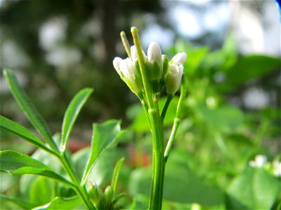 Behaartes Schaumkraut (Cardamine hirsuta) in Hockenheim