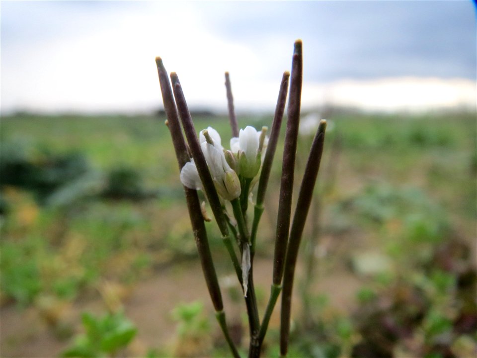 Behaartes Schaumkraut (Cardamine hirsuta) bei Hockenheim