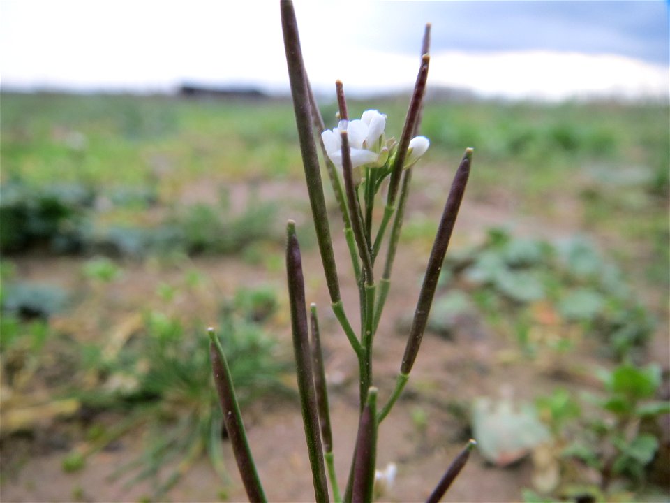Behaartes Schaumkraut (Cardamine hirsuta) bei Hockenheim