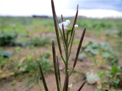 Behaartes Schaumkraut (Cardamine hirsuta) bei Hockenheim