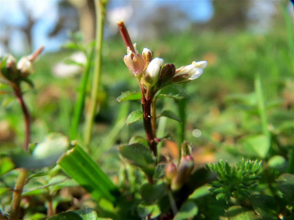 Behaartes Schaumkraut (Cardamine hirsuta) am Staden in Saarbrücken