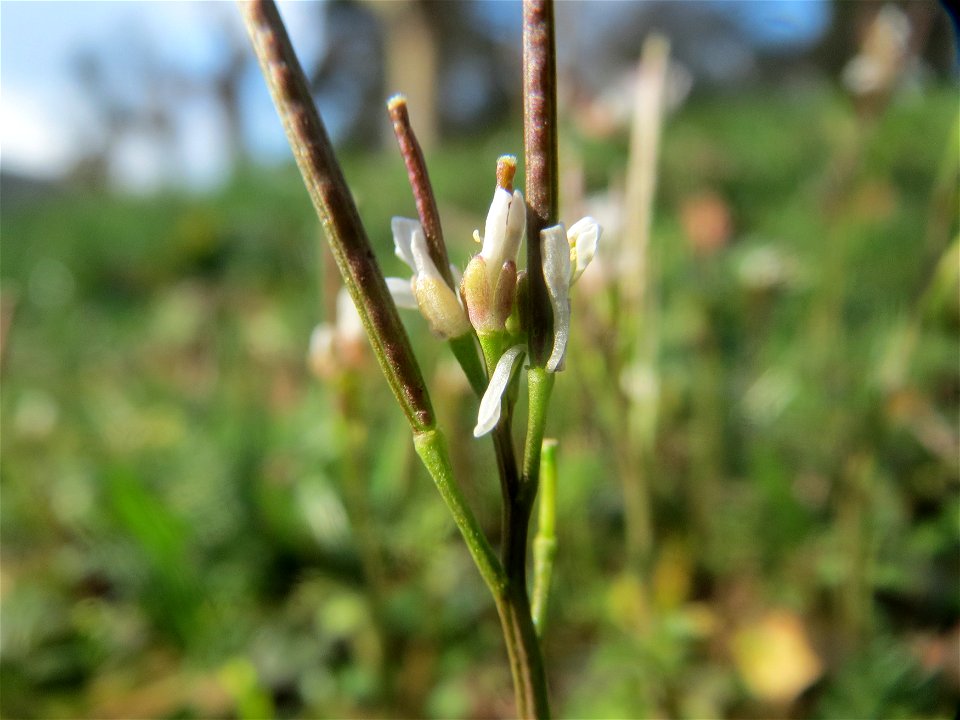 Behaartes Schaumkraut (Cardamine hirsuta) am Staden in Saarbrücken