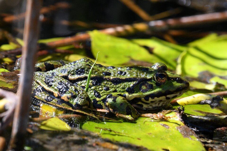Animal world animal swamp