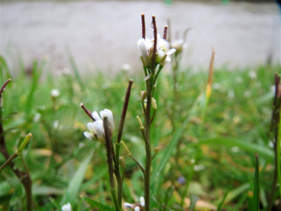 Behaartes Schaumkraut (Cardamine hirsuta) in der Saaraue Güdingen