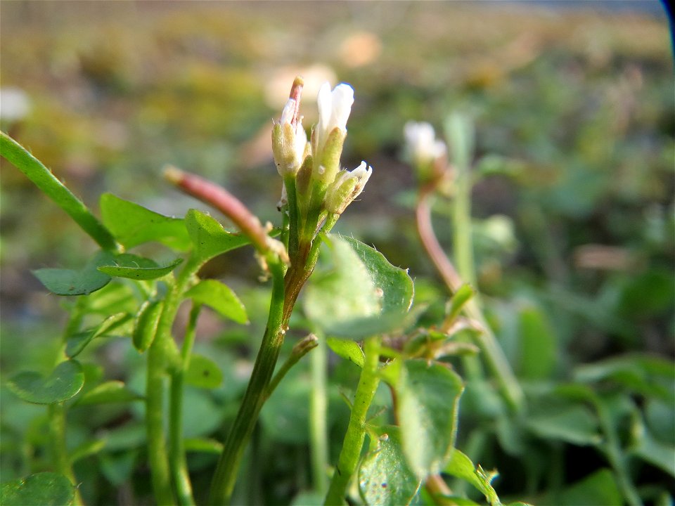 Behaartes Schaumkraut (Cardamine hirsuta) bei Reilingen