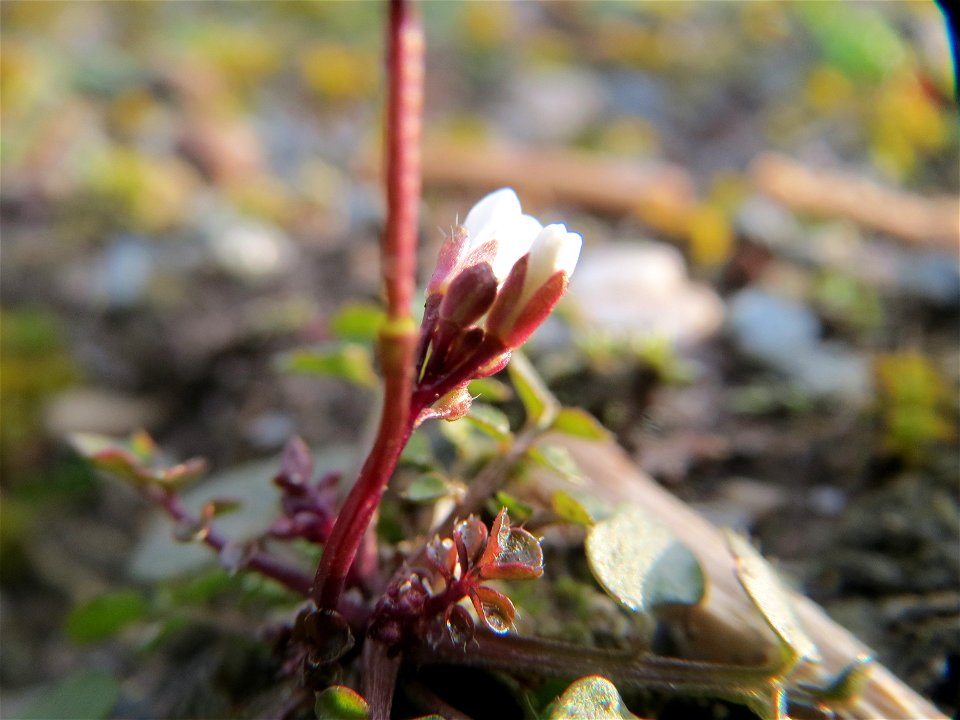 Behaartes Schaumkraut (Cardamine hirsuta) bei Reilingen