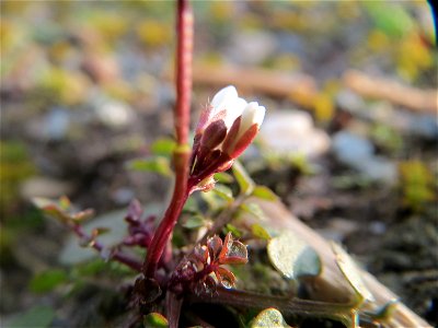 Behaartes Schaumkraut (Cardamine hirsuta) bei Reilingen