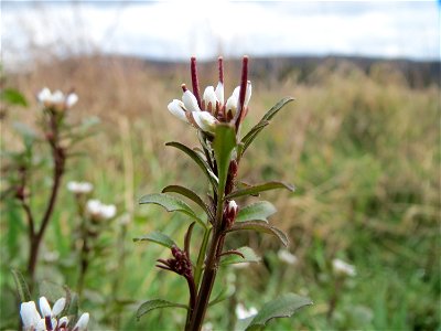 Behaartes Schaumkraut (Cardamine hirsuta) im Almet in Saarbrücken