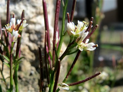 Behaartes Schaumkraut (Cardamine hirsuta) in Hockenheim