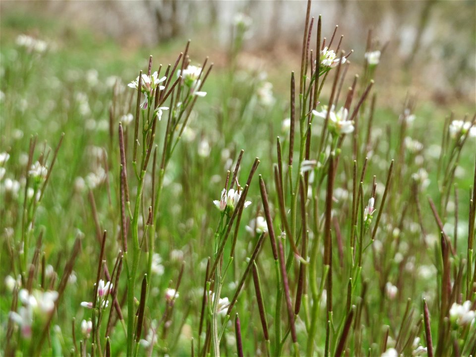 Behaartes Schaumkraut (Cardamine hirsuta) am Staden in Saarbrücken