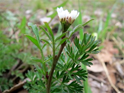Behaartes Schaumkraut (Cardamine hirsuta) in Bruchmühlbach-Miesau