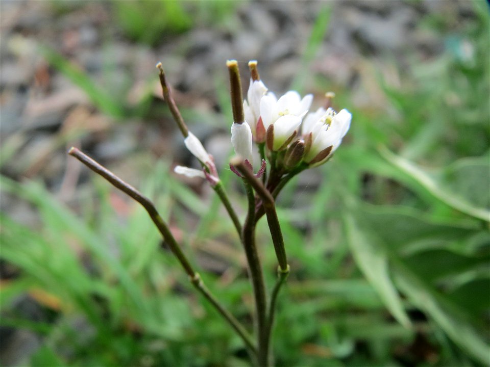 Behaartes Schaumkraut (Cardamine hirsuta) in Bruchmühlbach-Miesau