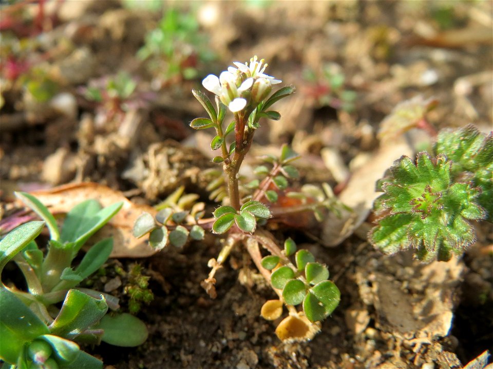 Das erste Behaarte Schaumkraut (Cardamine hirsuta) in Hockenheim kündigt den Frühling an