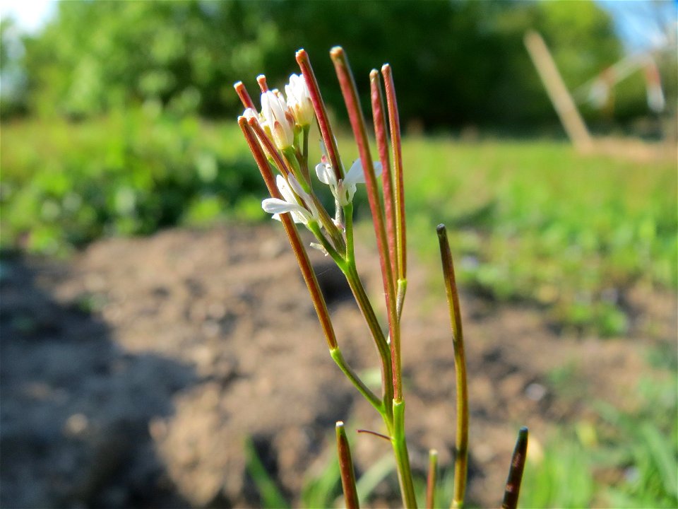 Behaartes Schaumkraut (Cardamine hirsuta) in Hockenheim