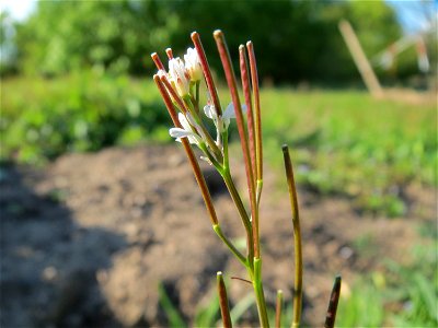 Behaartes Schaumkraut (Cardamine hirsuta) in Hockenheim