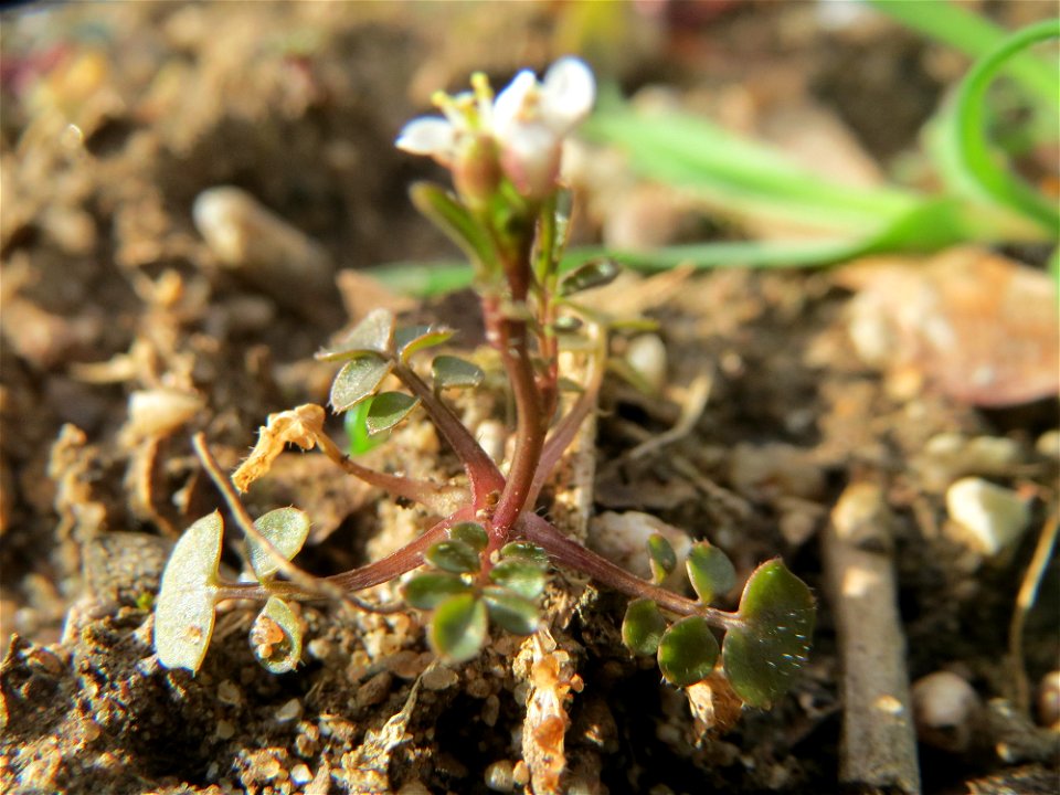 Das erste Behaarte Schaumkraut (Cardamine hirsuta) in Hockenheim kündigt den Frühling an