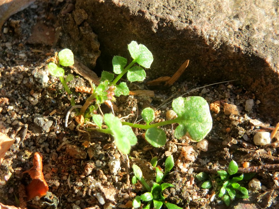 Grundblätter vom Behaarten Schaumkraut (Cardamine hirsuta) in Hockenheim