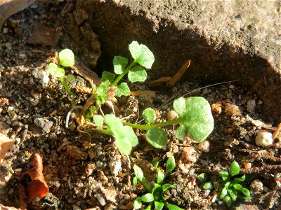 Grundblätter vom Behaarten Schaumkraut (Cardamine hirsuta) in Hockenheim
