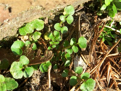 Grundblätter vom Behaarten Schaumkraut (Cardamine hirsuta) in Hockenheim