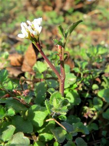 Behaartes Schaumkraut (Cardamine hirsuta) im Gartenschaupark Hockenheim