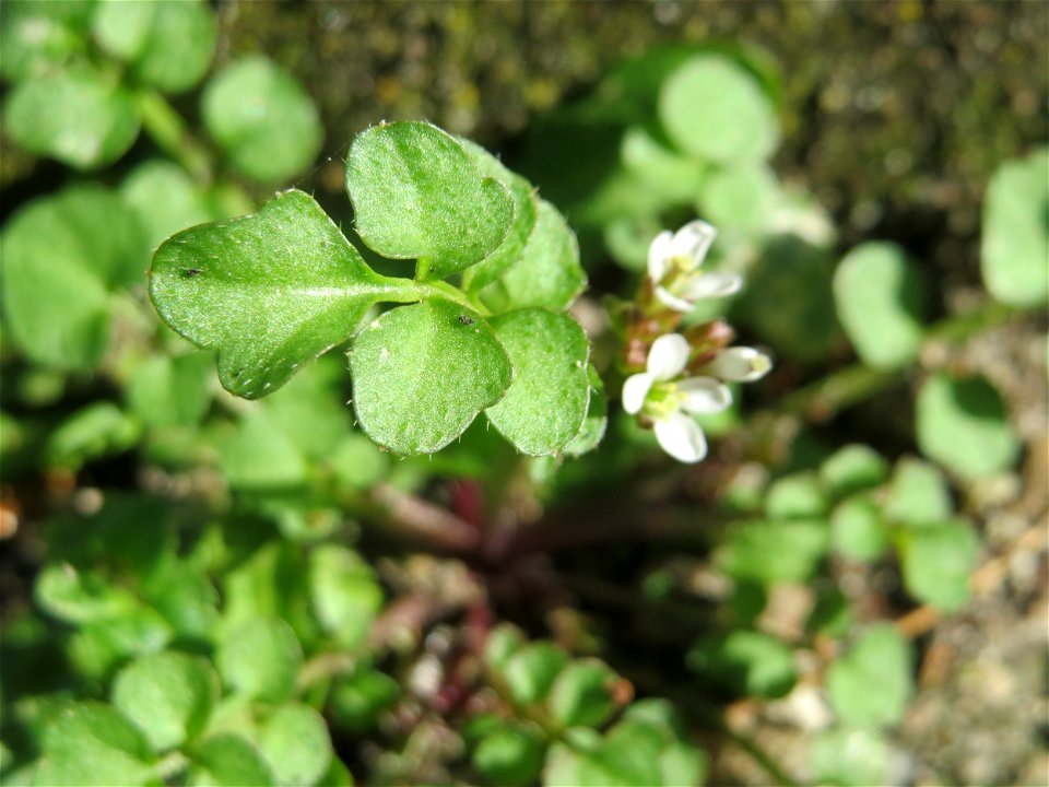 Behaartes Schaumkraut (Cardamine hirsuta) in Hockenheim