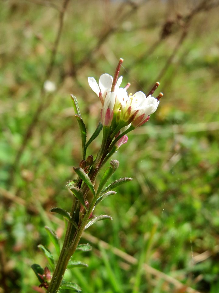 Behaartes Schaumkraut (Cardamine hirsuta) in Hockenheim