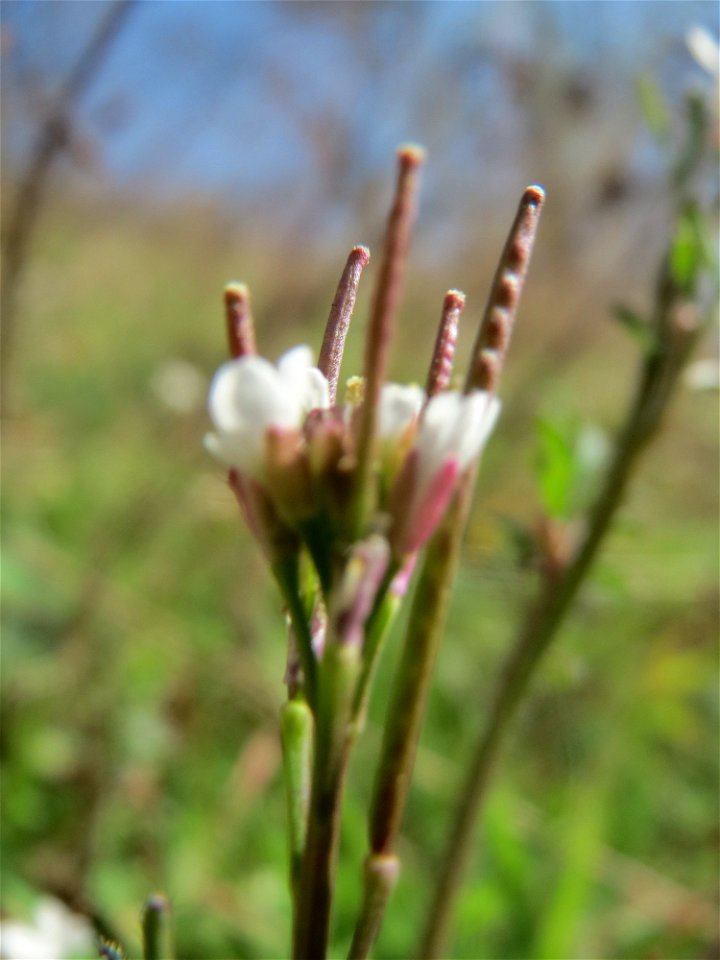 Behaartes Schaumkraut (Cardamine hirsuta) in Hockenheim