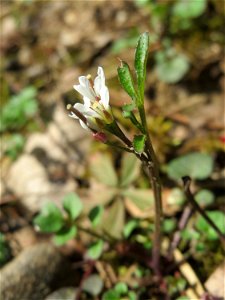 Behaartes Schaumkraut (Cardamine hirsuta) im Schwetzinger Hardt