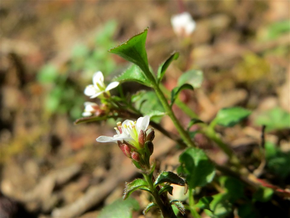Behaartes Schaumkraut (Cardamine hirsuta) im Schwetzinger Hardt