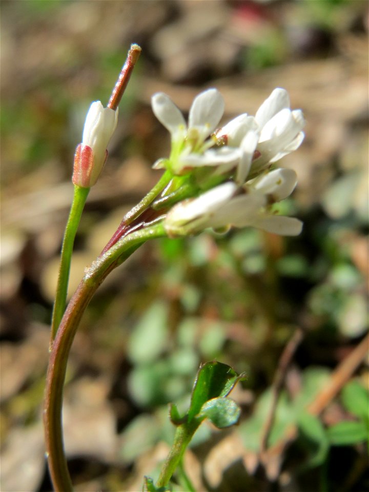 Behaartes Schaumkraut (Cardamine hirsuta) im Schwetzinger Hardt
