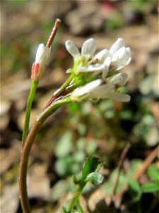 Behaartes Schaumkraut (Cardamine hirsuta) im Schwetzinger Hardt