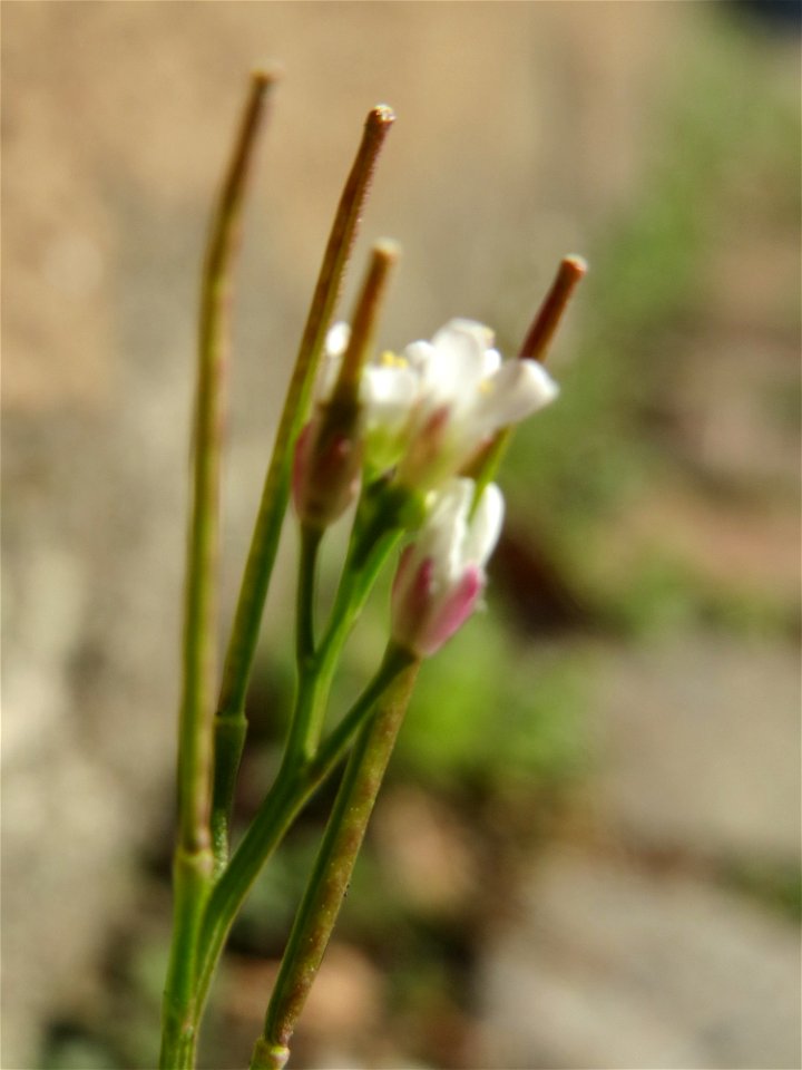 Behaartes Schaumkraut (Cardamine hirsuta) in Hockenheim