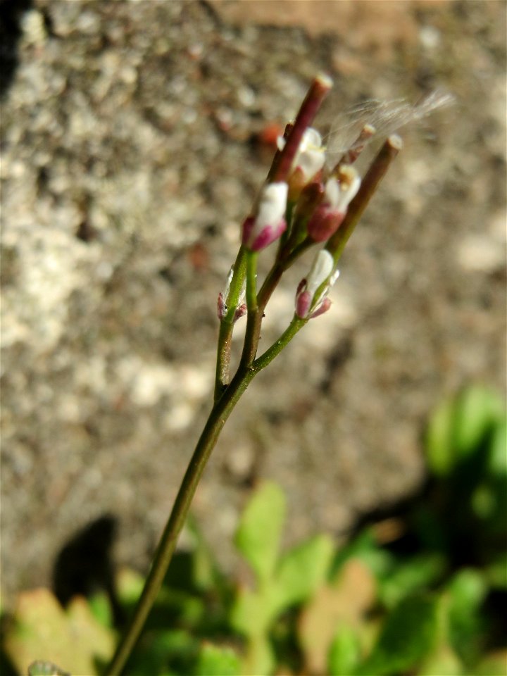 Behaartes Schaumkraut (Cardamine hirsuta) in Hockenheim