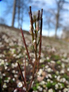 Behaartes Schaumkraut (Cardamine hirsuta) im Landesgartenschaupark Hockenheim