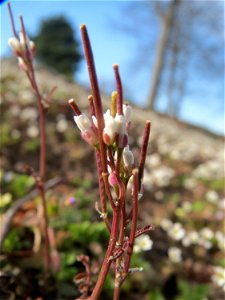 Behaartes Schaumkraut (Cardamine hirsuta) im Landesgartenschaupark Hockenheim