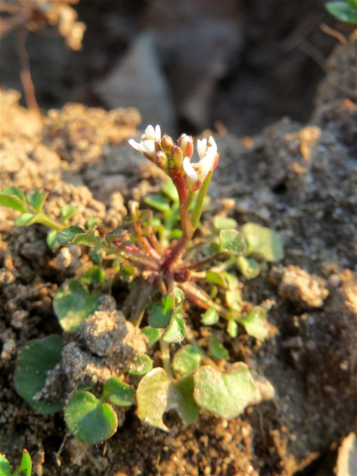 Behaartes Schaumkraut (Cardamine hirsuta) in Hockenheim