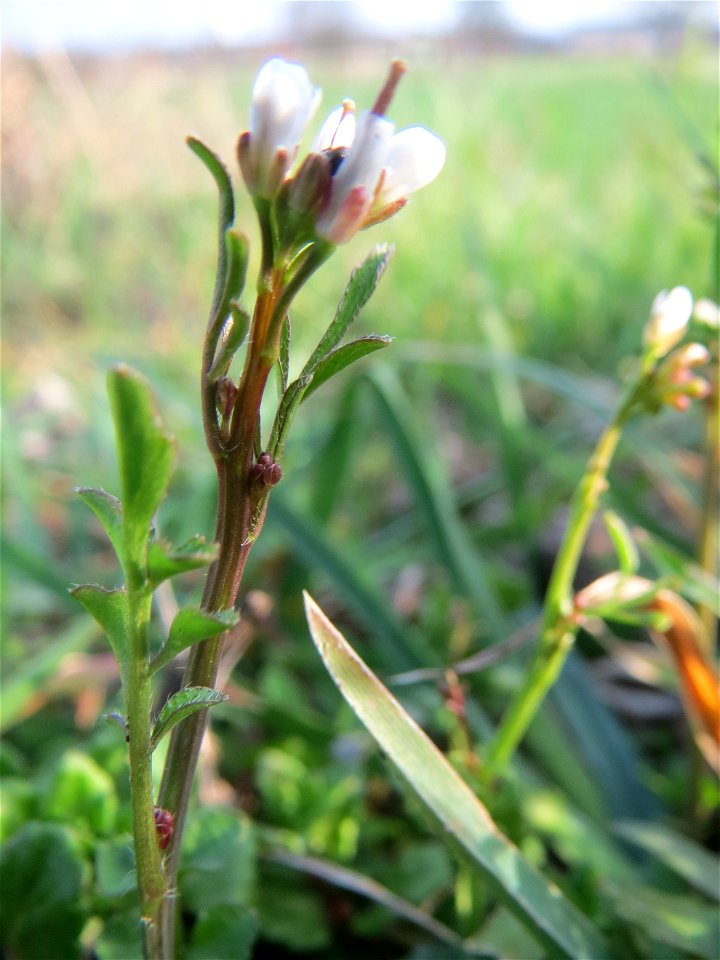 Behaartes Schaumkraut (Cardamine hirsuta) im Hockenheimer Rheinbogen