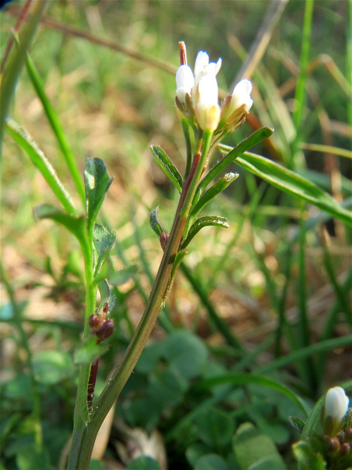 Behaartes Schaumkraut (Cardamine hirsuta) im Hockenheimer Rheinbogen