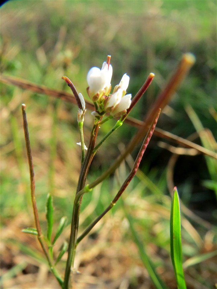 Behaartes Schaumkraut (Cardamine hirsuta) im Hockenheimer Rheinbogen