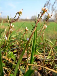 Behaartes Schaumkraut (Cardamine hirsuta) im Hockenheimer Rheinbogen