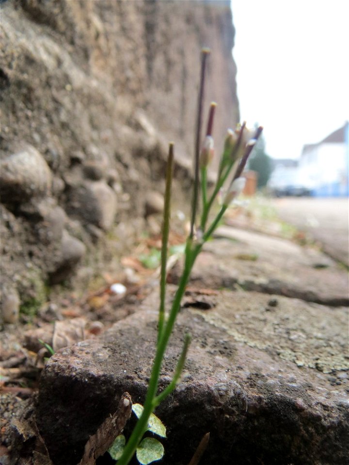 Behaartes Schaumkraut (Cardamine hirsuta) in Hockenheim